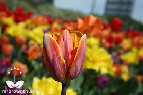 multicolored tulip