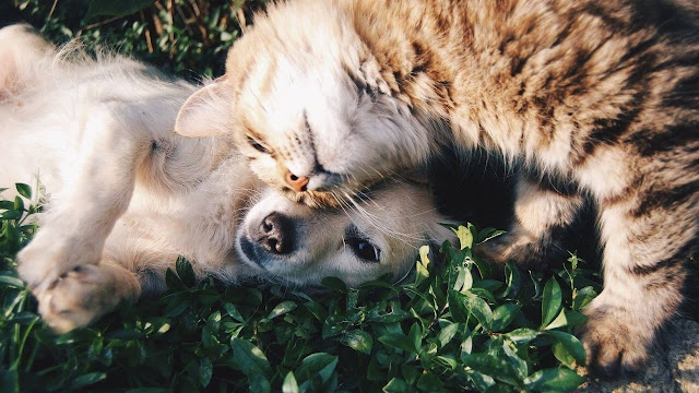 Golden Retriever Good With Cat