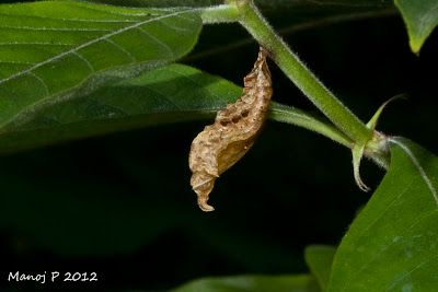 Commander Butterfly Pupa