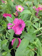 Flowering Plants In An Array Of Colors