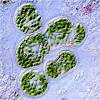 Oil producing bacteria are discovered 