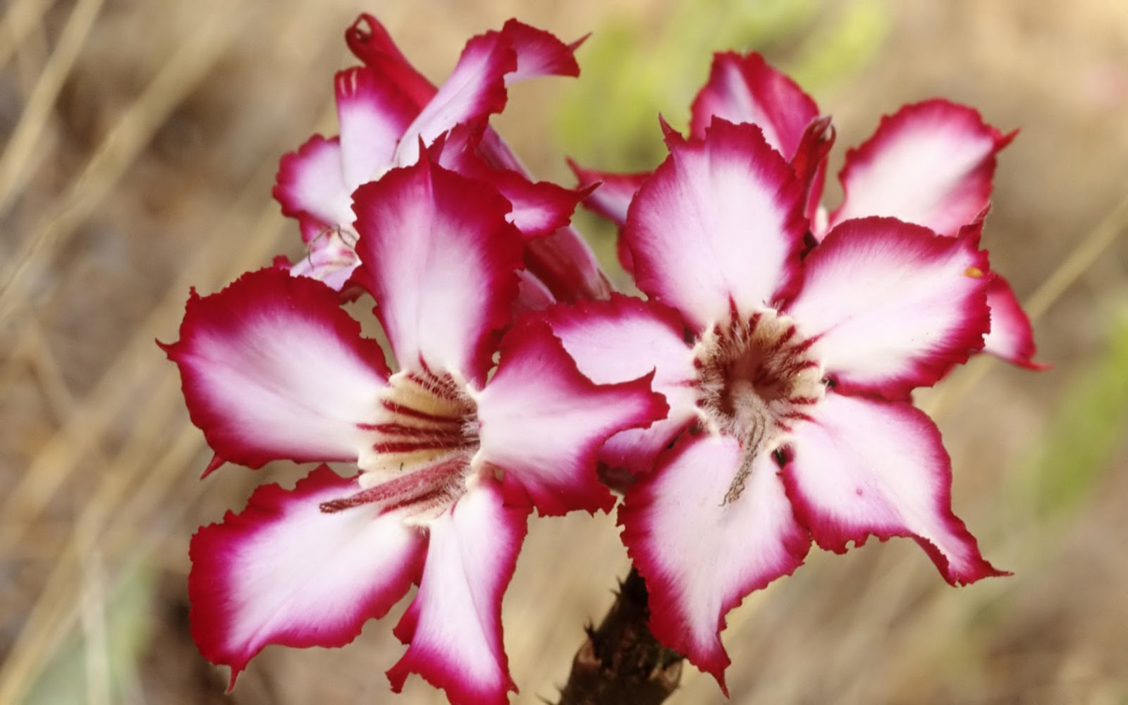 types of flowers gift Unusual Beautiful Exotic Flowers | 1600 x 1000