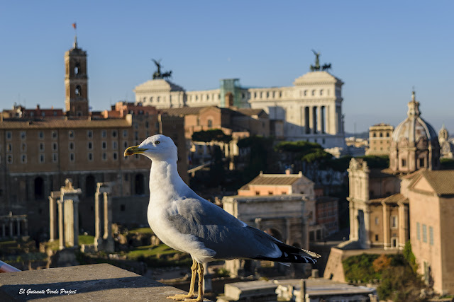 Foro Romano, desde el Palatino - Roma, por El Guisante Verde Project