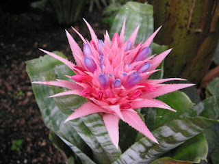 aechmea en flor