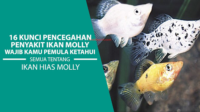 16 Langkah Kunci Mencegah Penyakit pada Ikan Molly yang Wajib Kamu Ketahui Ketika Memeliharanya