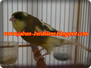 Jaban Bird Farm - Jual Beli Online Burung Kicau - Kontes 