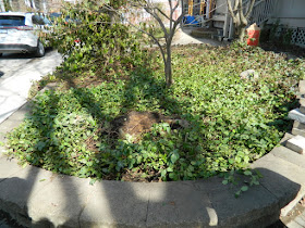 Riverdale Spring Cleanup Front Yard After by Paul Jung Gardening Services--a Toronto Organic Gardening Company