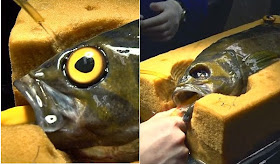 http://www.bendbulletin.com/nation/2764189-151/seattle-aquariums-glass-eyes-help-protect-fish-from