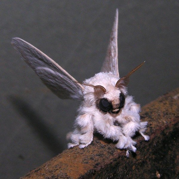 CUTE! - POODLE MOTH pokemon di dunia sebenar (5 GAMBAR 