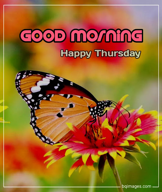 good morning thursday wishes