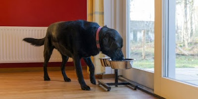 Salztal Paradies Ferienwohnung mit Hund