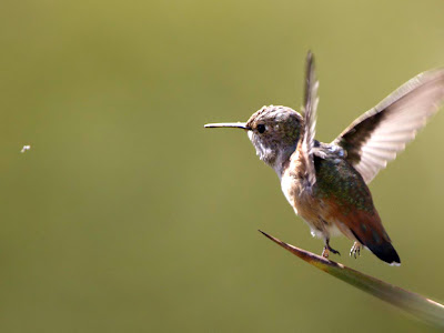 Baby Humming Bird Background