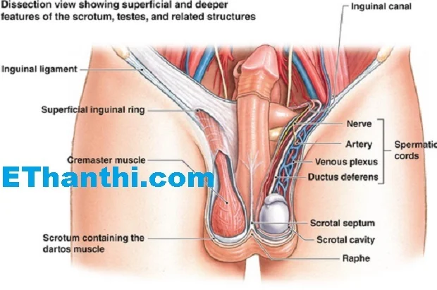 விதைப்பை வலிக்கிறதா?