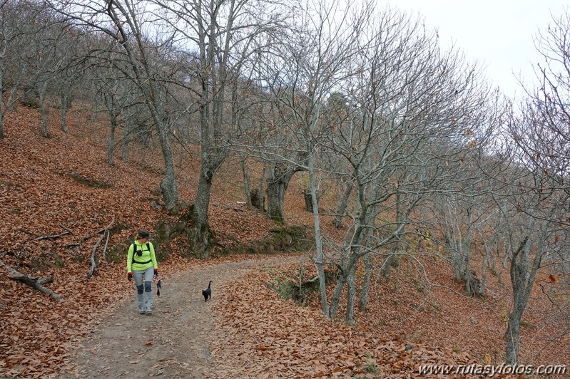 Ruta otoñal por los castañares de Pujerra e Igualeja