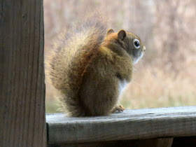 red squirrel