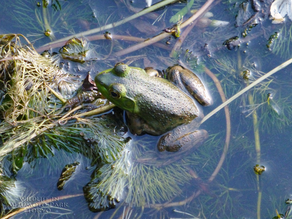 ウシガエル American Bullfrog 水元公園の生き物