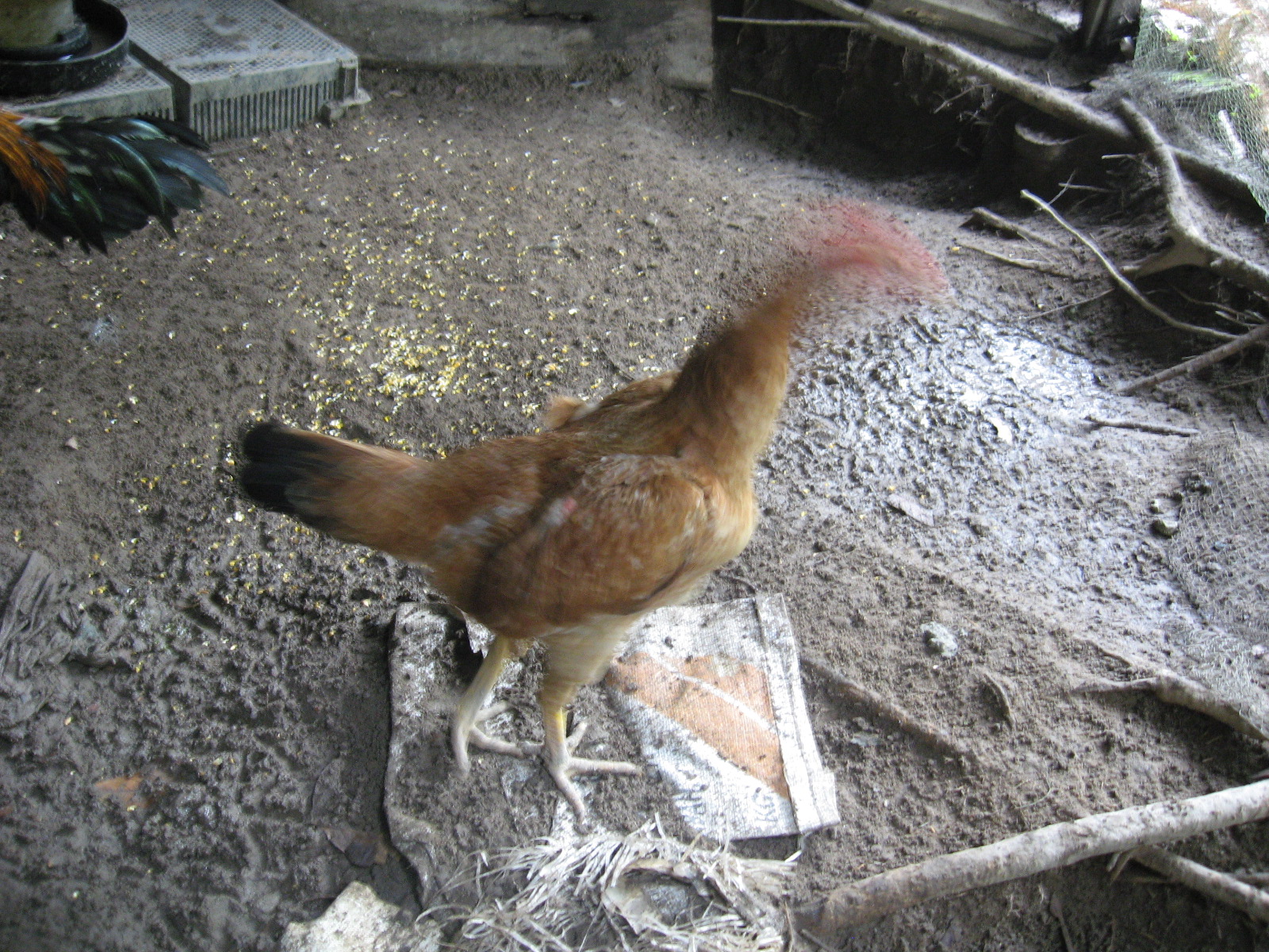 Ayam Sabung: Induk untuk jual