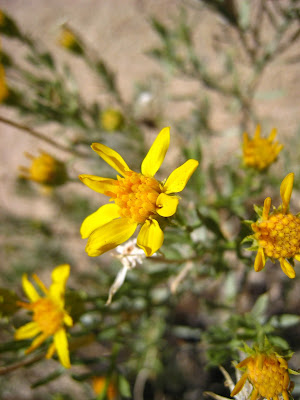 Spring flowers Joshua Tree National Park 2013