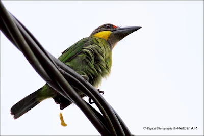 Gold-whiskered Barbet shit