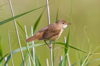 Migratory bird navigation is fascinating, and research on the Common Reed Warbler unintentionally supports the work of the Master Engineer.