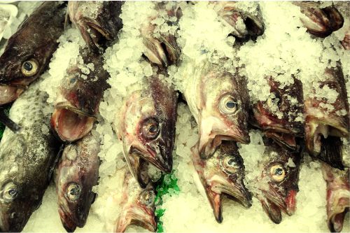 Memahami Jaring-Jaring Makanan Dan Risiko Racun Di Dalam Haiwan Laut