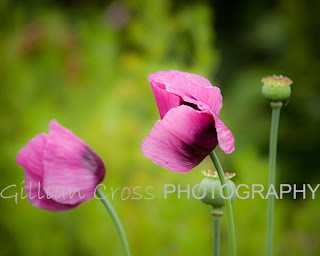 Purple Poppies