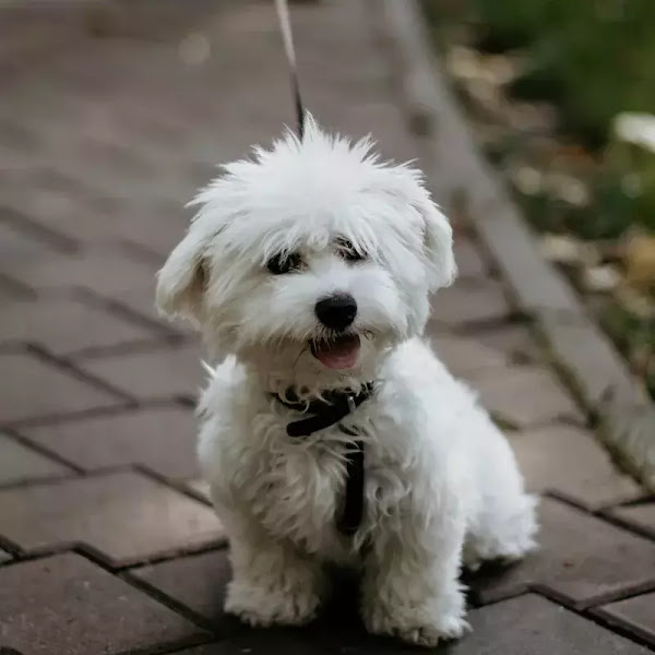 Bichon Frise | Top 10 Cutest Small Dog Breeds