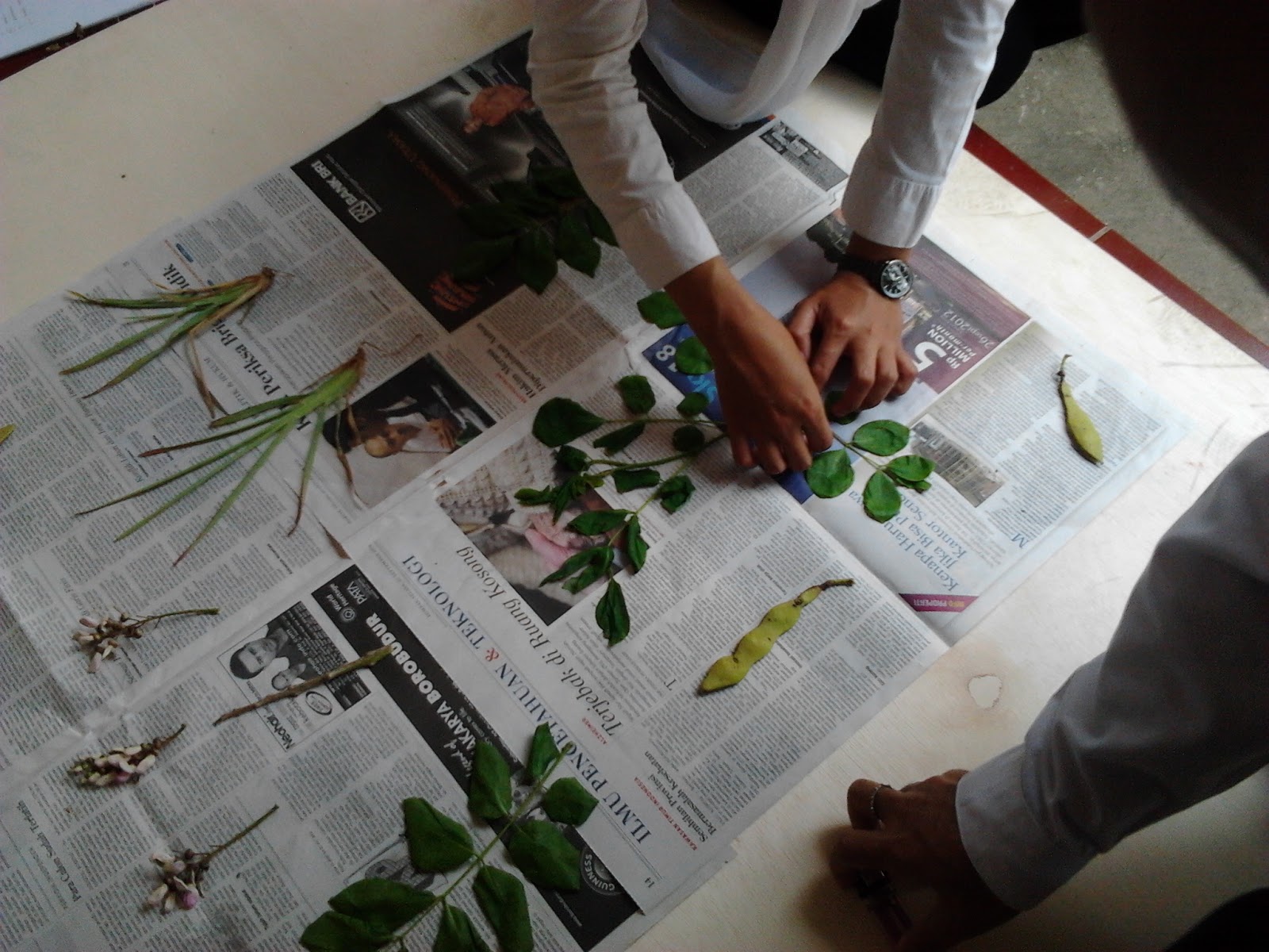 Jejak Penyuluh Cara Membuat Herbarium