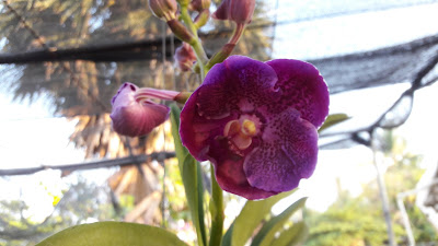 Vanda orchids 