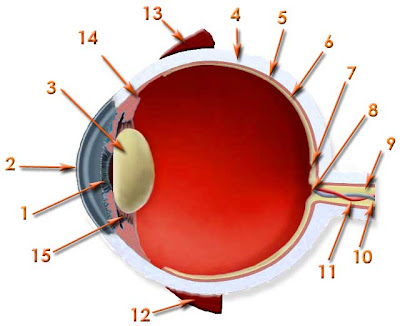 Partes Del Ojo. -PARTES DEL OJO: