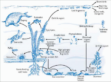 Ilmu Kelautan - Ekosistem Lamun (Seagrass)  ilmu kelautan