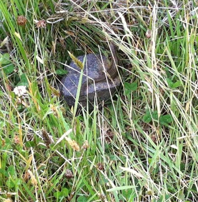 Fauna del Volcán Irazú 