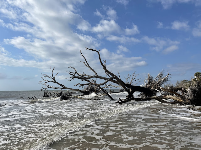 A rotted tree that has fallen into the ocean. This part of the ocean is covered with fallen trees that have rotted out. At one point this must have been a living forest, but has since died out leaving a mini-forest of dead and fallen trees behind.