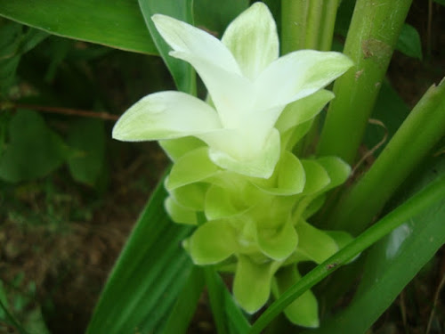 Halada-haldi flower