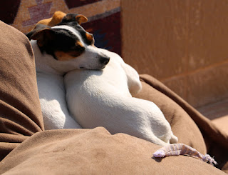 Loving the sun, and cuddling together