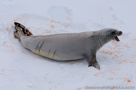 foca cangrejera Lobodon carcinophaga