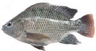 Ikan Nila (Oreochromis niloticus)