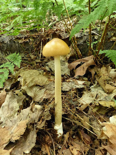 Amanite fauve - Amanita amerifulva 