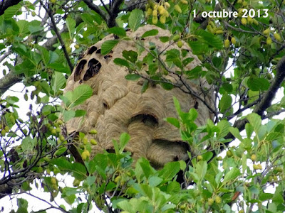 Avispa asiática (Vespa velutina nigrithorax) I parte 