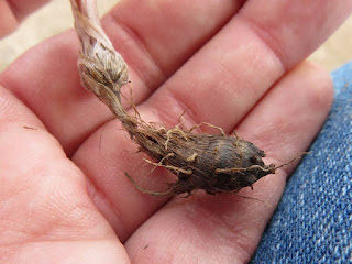 Brown tuber of nutsedge in the palm of a hand.