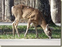 EJ Deer (2)
