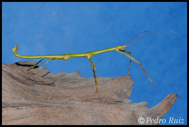 Ninfa macho L5 de Periphetes forcipatus, 6 cm de longitud