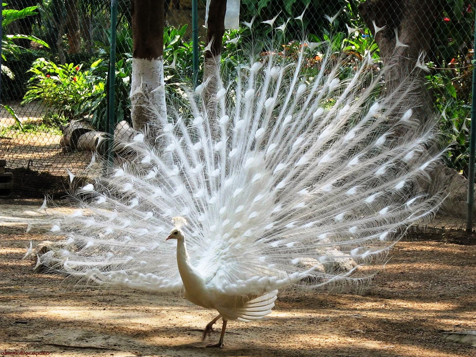 Kumpulan Gambar Burung Merak Cantik Terbaru GambarBinatangCom