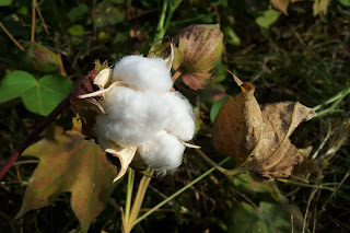 Cotton Rate