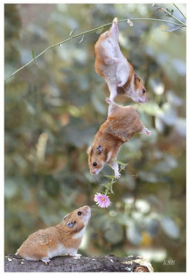 Funny Animal Pictures - Animal In Love - hamster with flower