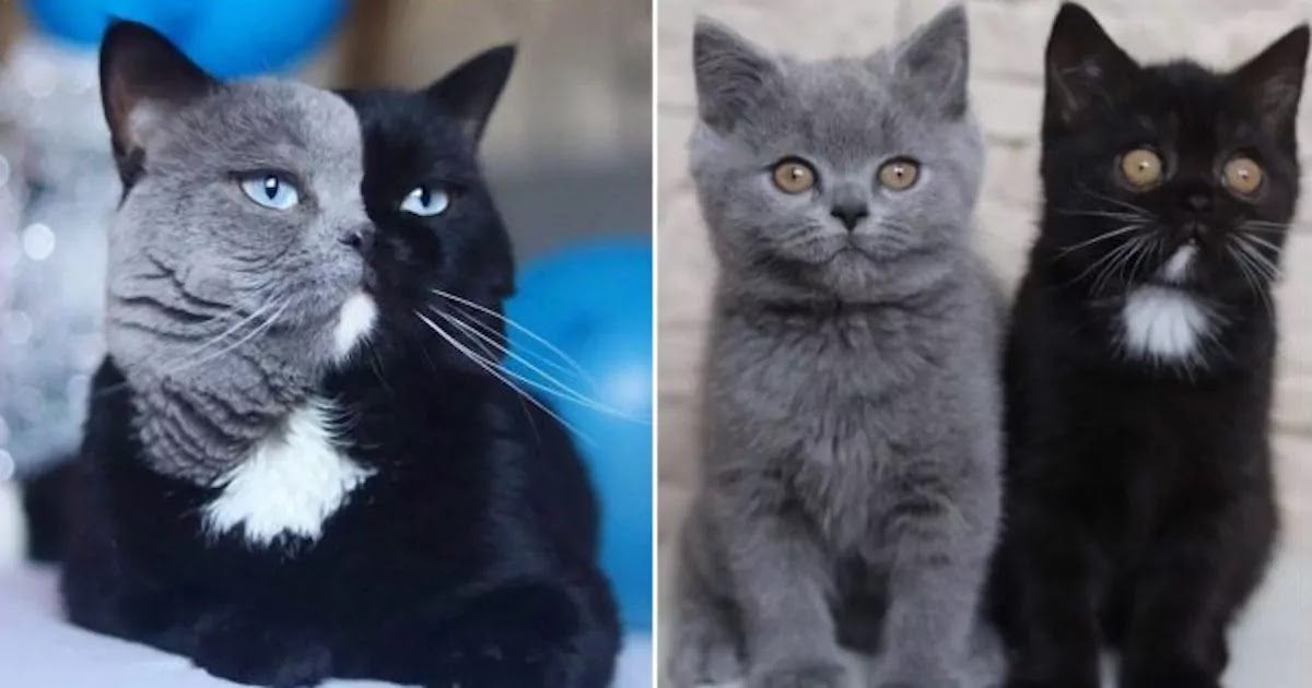 Meet Narnia: The Cat With Two-Coloured Face Who Fathered Two Kittens In Each Of His Colours!