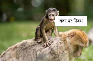 Hindi essay on monkey, about monkey in hindi