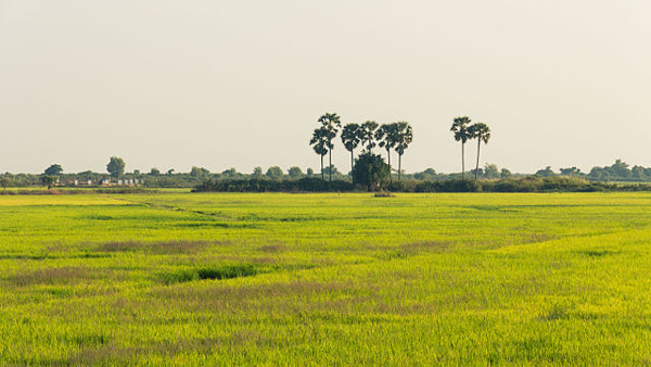 ជល់ មួយ aka Chôl Muŏy