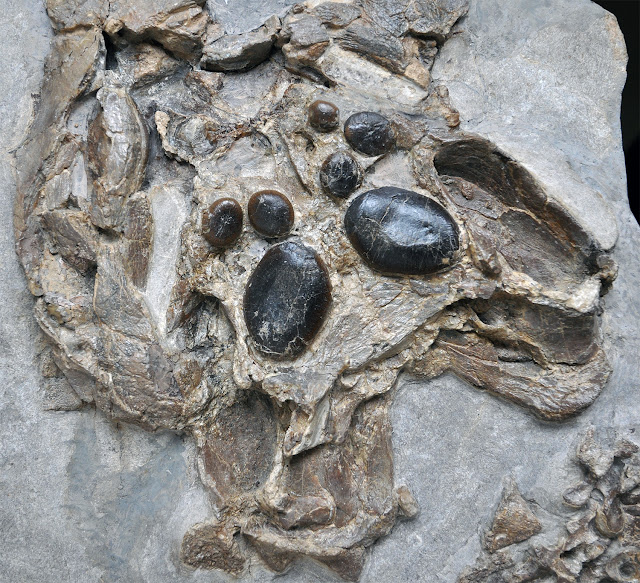 This is the recently discovered skull of a juvenile placodont from Winterswijk, the Netherlands. Credit: Picture: UZH  