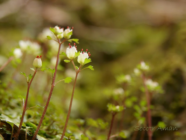 Chrysosplenium album